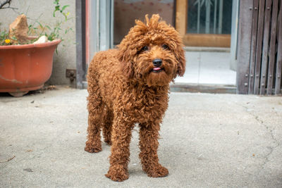 Portrait of dog standing outdoors