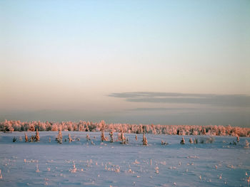 Flock of birds on beach against sky during sunset