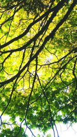 Low angle view of trees