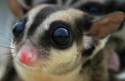 Macro shot of sugar glider