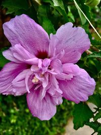 Close-up of flower blooming outdoors