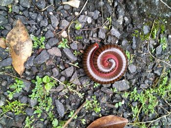 High angle view of shells on field