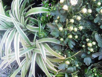 Full frame shot of plants