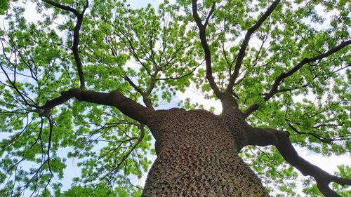 Low angle view of tree in forest