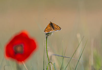 Close-up of butterfly pollinating on flower