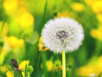 Close-up of dandelion on field