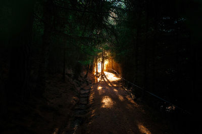 Sunlight falling on trees in forest