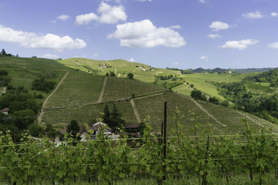 Scenic view of vineyard against sky