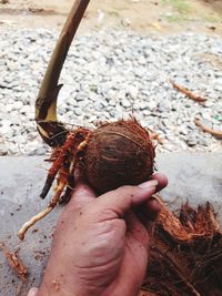 Close-up of hand holding leaf