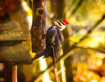 Close-up of bird perching outdoors