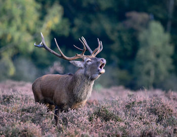 Red deer roaring in a field