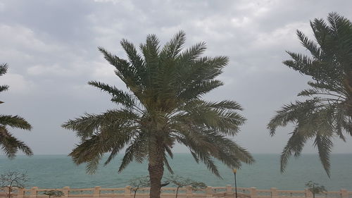 Palm trees against sky