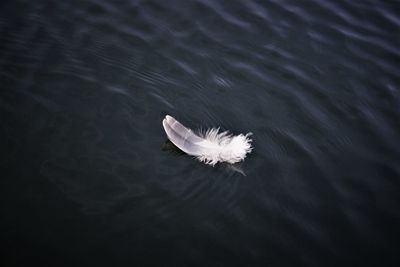 High angle view of feather floating on lake