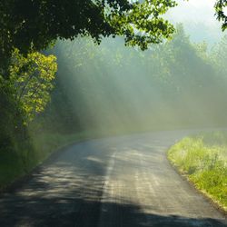 Road passing through forest