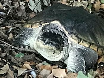 Close-up of turtle in water