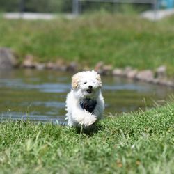Portrait of rabbit on grassy field