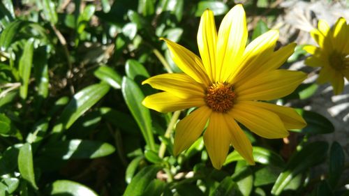 Close-up of yellow flower