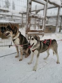 Two dogs on snow covered land