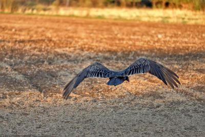 Bird flying over a land