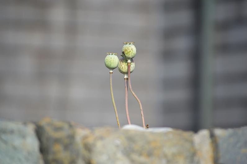 close-up, freshness, day, plant, flower, focus on foreground, selective focus, growth, no people, beginnings, nature, rock, bud, solid, flowering plant, rock - object, outdoors, new life, vegetable, beauty in nature, small