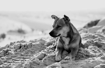 Dog looking away