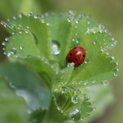 Close-up of ladybug on leaf