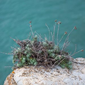 Close-up of plant growing on rock by lake