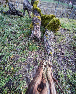 High angle view of dead tree on field