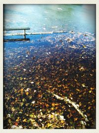 Reflection of trees in water