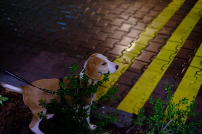 High angle view of dog