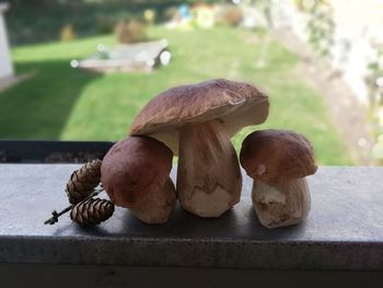 Close-up of mushrooms on table