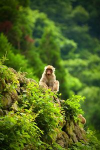 Monkey sitting in forest