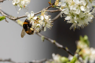 Close-up of bee pollinating flower