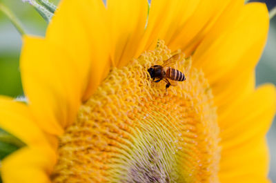 Close-up of bee on yellow flower