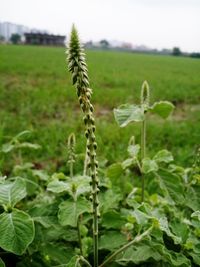 Close-up of crop in field