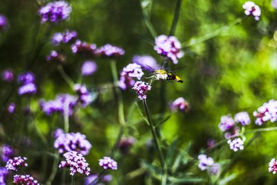 Close-up of bee pollinating on purple flowers