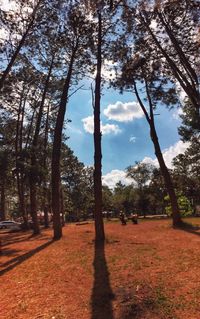 Trees on field against sky