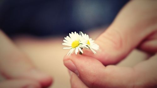 Close-up of woman holding flower