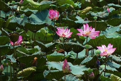 Close-up of pink flowers blooming outdoors