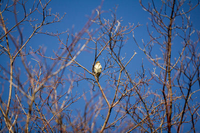 Low angle view of bird perching on bare tree against sky