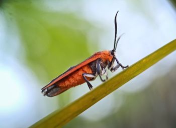 Close-up of insect