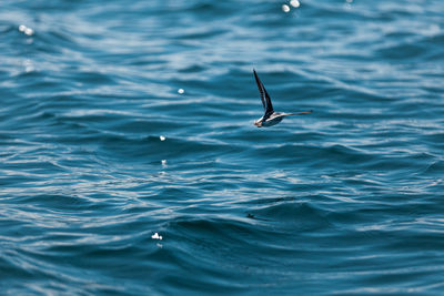 A bird flying low over the water's surface