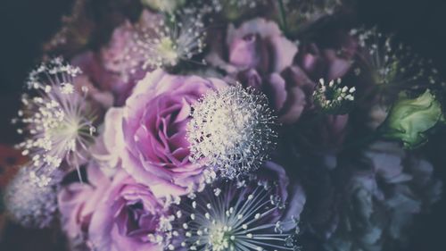 Close-up of thistle flowers