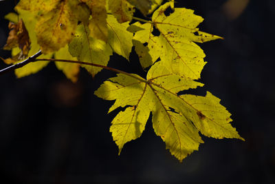 Close-up of yellow maple leaves