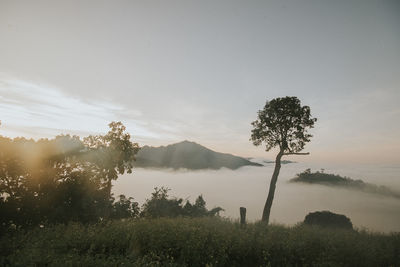 Trees on field against sky during foggy weather