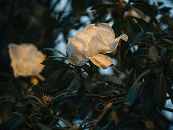 Close-up of plant