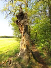 Tree trunk on field against sky