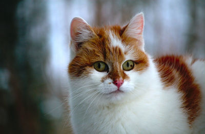 Close-up portrait of cat