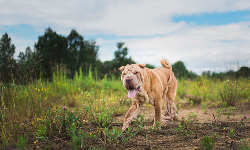 Dog standing on field