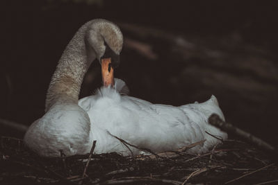 Close-up of a swan
